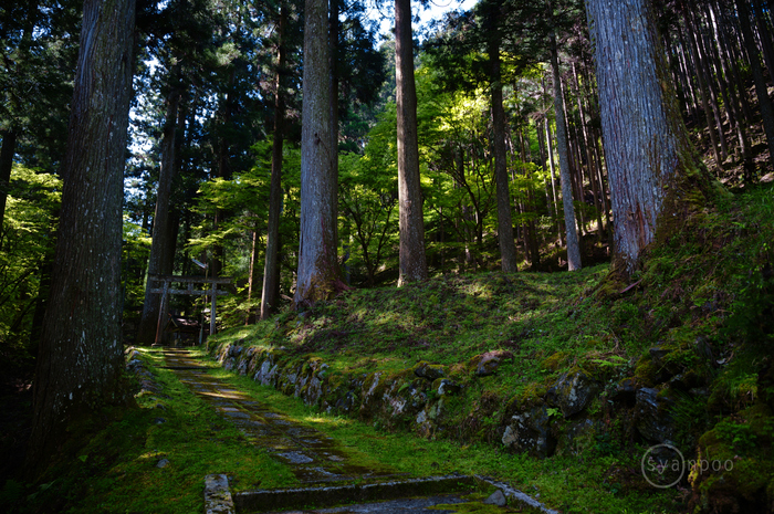 シグマ SIGMA 24-70mm F2.8 DG DN II | Art レビュー Vol.2
